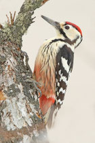 Nemuro (Japan) - ssp. subcirris