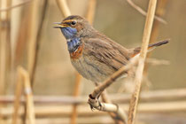 Döttingen (Schweiz)