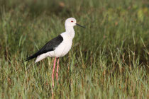 Kalametiya (Sri Lanka)