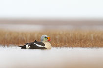 Barrow, Alaska (USA)