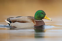 Stockente