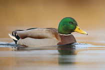 Stockente
