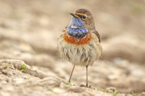 Döttingen (Schweiz)