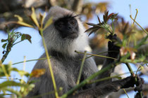 Kalamentiya (Sri Lanka)