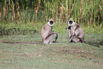 Kalamentiya (Sri Lanka)