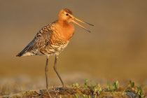 Thingvellir Nationalpark (Island) - Isländische Uferschnepfe (Limosa limosa islandica)
