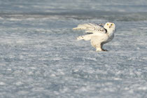 Barrow, Alaska (USA)
