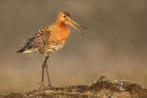 Thingvellir Nationalpark (Island) - Isländische Uferschnepfe (Limosa limosa islandica)