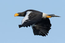 Rausu (Japan)