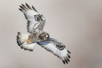 Raufussbussard