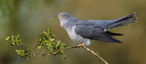 Fällanden (Schweiz)