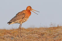 Thingvellir Nationalpark (Island) - Isländische Uferschnepfe (Limosa limosa islandica)