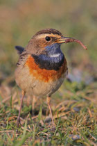 Jona Stampf (Schweiz)