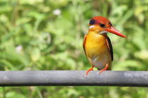 Sinharaja (Sri Lanka)