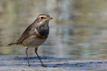 Vorarlberger Rheindelta (Österreich)