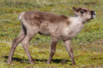 Varanger (Norwegen)