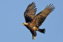 Östliche Kaiseradler