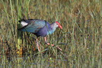 Kalametiya (Sri Lanka)