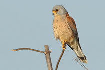 Rötelfalke