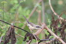 Negombo (Sri Lanka) - Philippinen-Braunwürger, ssp. Lanius cristatus lucionensis