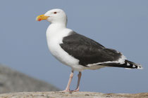 Mantelmöwe