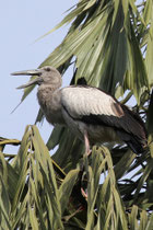Kitulgala (Sri Lanka)