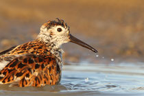 Barrow, Alaska (USA) - ssp. arcticola
