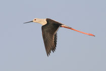 Kalametiya (Sri Lanka)
