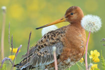Snæfellsnes (Island) - Isländische Uferschnepfe (Limosa limosa islandica)