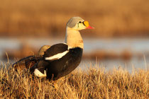 Barrow, Alaska (USA)
