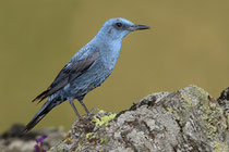 Blaumerle