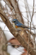 Karuizawa (Japan)