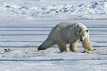 Barrow, Alaska (USA)