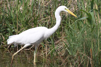 Silberreiher