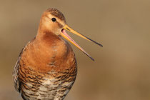 Thingvellir Nationalpark (Island) - Isländische Uferschnepfe (Limosa limosa islandica)