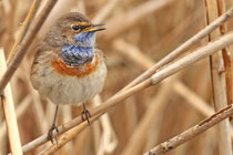 Döttingen (Schweiz)