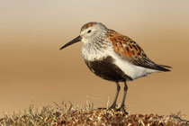 Barrow, Alaska (USA) - ssp. arcticola