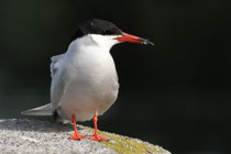 Maur (Schweiz)