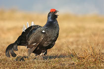 Birkhuhn
