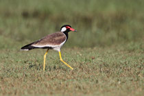 Kalametiya (Sri Lanka)