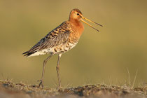 Thingvellir Nationalpark (Island) - Isländische Uferschnepfe (Limosa limosa islandica)