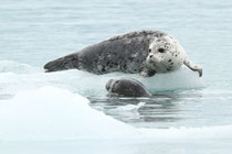 Kenai Fjords National Park, Alaska (USA)