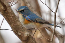 Blauschwanz