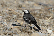 Schmerikon Schweiz - Trauerbachstelze (Motacilla alba yarelli)