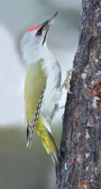 Kussharo, Hokkaido (Japan) - ssp. jessoensis