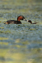 Volketswil (Schweiz)