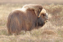 Nome, Alaska (USA)