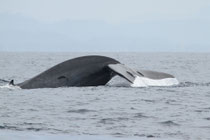 Mirissa (Sri Lanka)