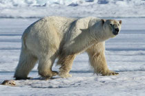 Eisbär