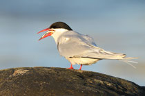 Vestre Jakobselv (Norwegen)